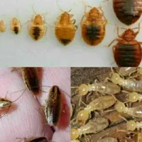 سم پاشی منازل سمپاشی اماکن