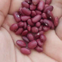 لوبیا قرمز بوجاری شده