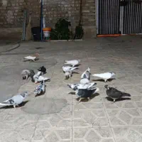 کبوتر مقلف