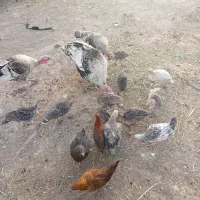 جوجه باقلمون
