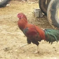 خروس لاری
