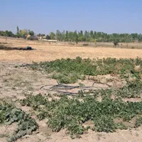 فروش زمین باغ داری