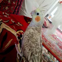 عروس هلندی