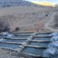 فروش ماهی قزل آلا