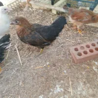 نیمچه مرغ و خروس افسریه مسعودیه