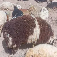 بره فروشی
