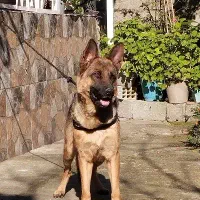 واگذاری ژرمن وورک ماده