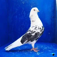 کبوتر، غریبگیری، جوجه، پرشی، یجایی