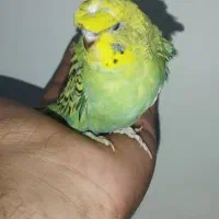 مرغ عشق پروانه‌ای دستی