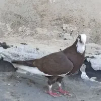 نروماده قره سوری درجه یک