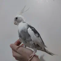 عروس هلندی آلبینو دوکت با یک جوجه و قفس،لونه،لوازم