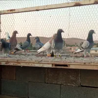 چهارده تا کبوتر پلاکی  فروش یا معاوضه با غاز