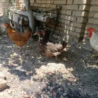 مرغ و خروس محلی