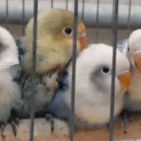 جوجه عروس هلندی آماده دستی شدن و کوتوله های خاص