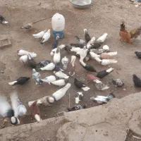 کبوتر|پرنده|نرماشیر, |دیوار