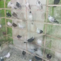 پنجاه جفت کفتر