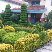 باغبانی و کارواش حیاط استخر