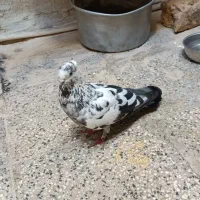 کبوتر ومرغ عشق با جوجه‌ها