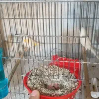 قناری وایت موزاییکی