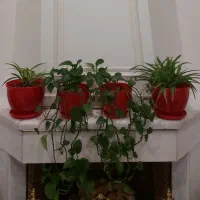پتوس و گندمی