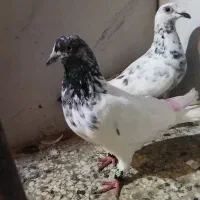 دوتا کبوتر کشیدنی یک کله ای نر ساعتی ویک سرور تیپی