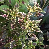 گل های آپارتمانی