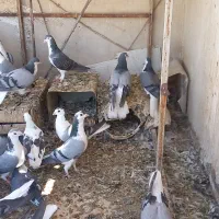 کبوتر|پرنده|اصفهان, بهارستان|دیوار