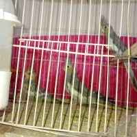 عروس هلندی گلبقالی ابلق از اهویی