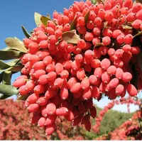 درخت زرشک زالزالکی