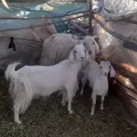 بز و کهر
