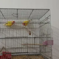 طوطی برزیلی