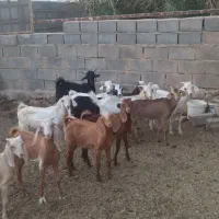 بزغاله فروشی