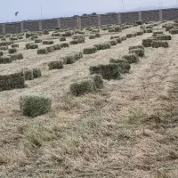 یونجه تازه پرس شده