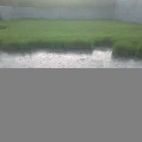 نهال شلتوک .خزانه