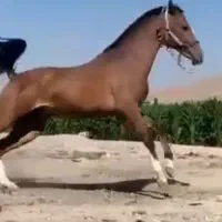 اسب|اسب و تجهیزات اسب‌سواری|شیراز, شهرک رضوان|دیوار