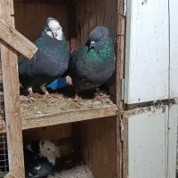 کفتر شمرونی کفتر اخمو معاوضه لاری قناری‌سره