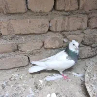 کبوترطوقی معاوضه باپاکستانی یاکبوترساعتی خال قشنگ