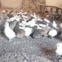 جوجه بلدرچین ۲۵ روزه و ۱۵ روزه گوشتی تخمگذار