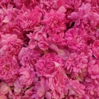 فروش گل محمدی تازه