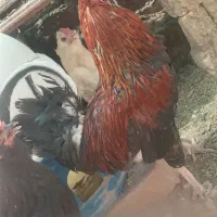 خروس گلین