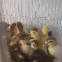جوجه اردک اسرائیلی