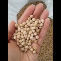 فروش فوری نخود محلی امسال