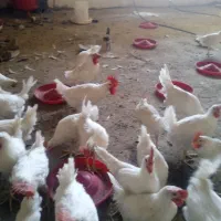 جوجه یا بچه خروس سفید