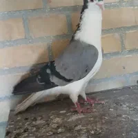 کبوتر