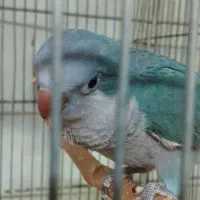 راهب نر آبی