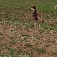 سگ ماده پژدر