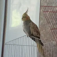 طوطی عروس ماده .اماده جفت گیری وتخم گذاری