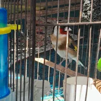 سهره نر
