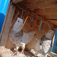 کفتر رنگی درست حسابی واقعی