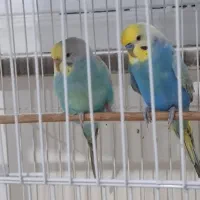 یک جفت مرغ عشق